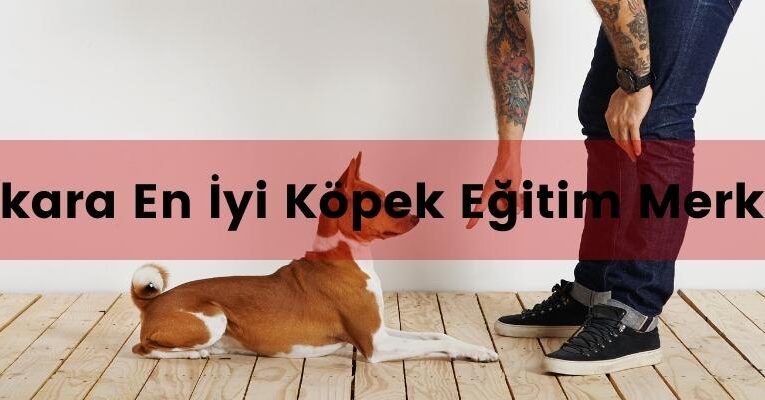 Ankara Köpek Eğitim Merkezi 10 Tavsiye